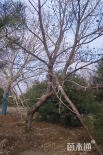 高度700厘米丛生元宝枫