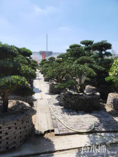 18公分罗汉松