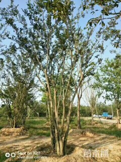 75公分丛生朴树