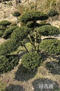 12公分造型龟甲冬青