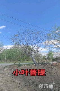 30公分小叶朴