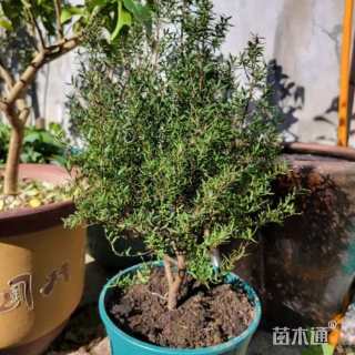 高度10厘米澳洲茶