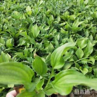 高度10厘米青叶玉簪