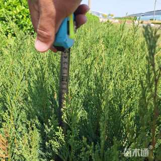 高度40厘米沙地柏