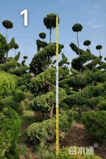 高度350厘米龙柏