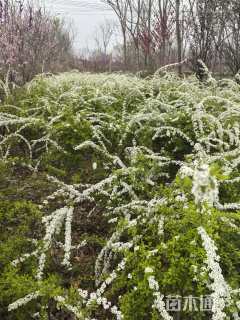 高度80厘米珍珠梅