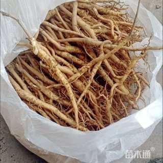 高度8厘米油用牡丹