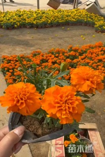 高度10厘米孔雀草