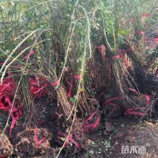 高度70厘米迎春花