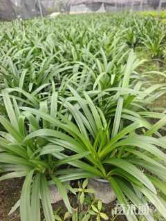高度30厘米百子莲