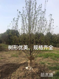 15公分八棱海棠