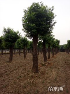 40公分皂荚