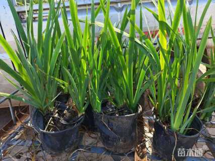 高度22厘米常绿鸢尾