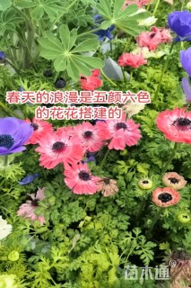 高度40厘米火焰南天竹