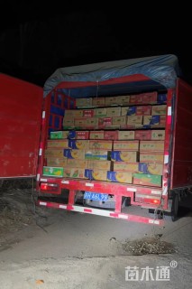 高度40厘米超级鼠尾草