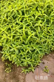 高度30厘米千屈菜