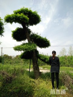 30公分对节白蜡
