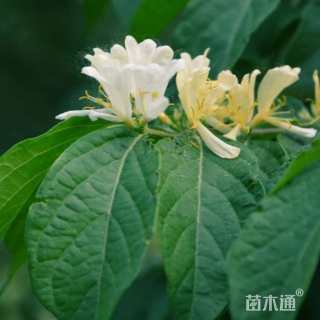 高度180厘米金银木