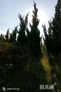 高度150厘米龙柏柱