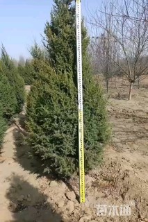 高度450厘米塔柏