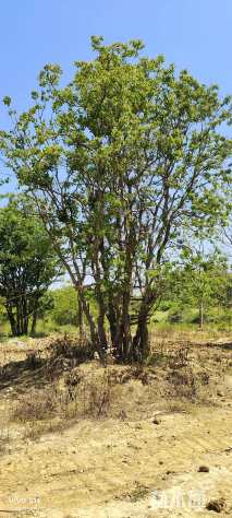 100公分丛生香樟