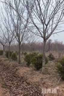 高度600厘米紫荆
