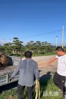 18公分香樟