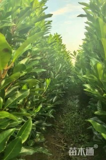 高度80厘米法国冬青