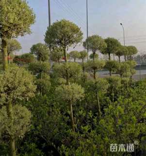 高度150厘米金姬小蜡