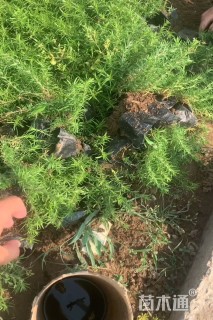 高度10厘米福禄考