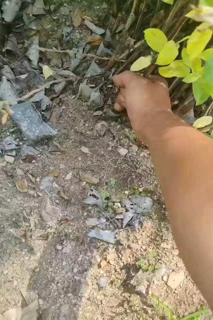 30厘米金银花