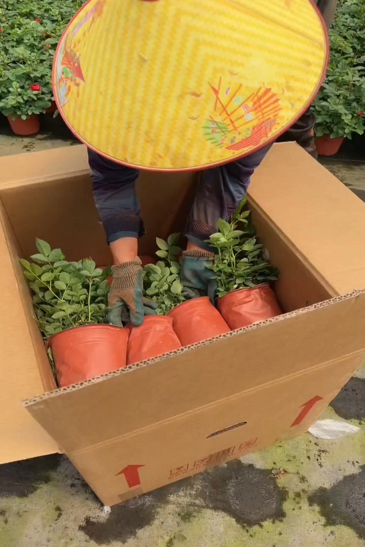 高度25厘米欧洲月季