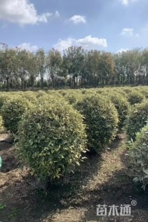 冠幅100厘米金边胡颓子球