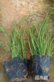 高度10厘米青绿苔草