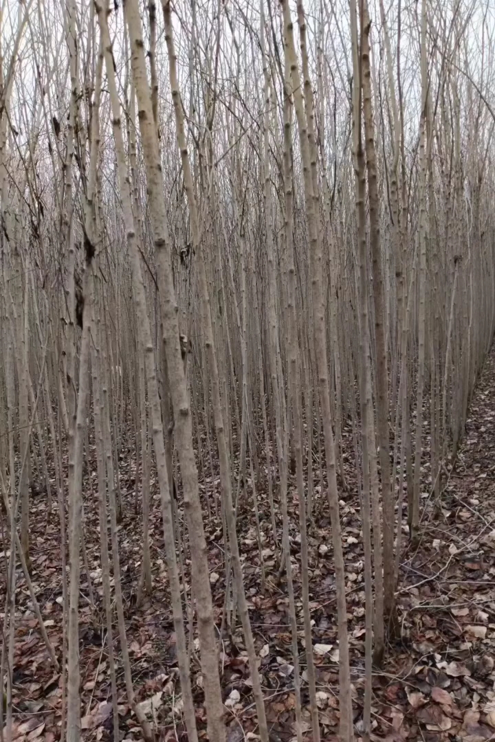 2公分杜仲