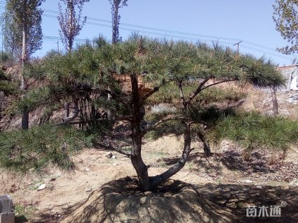 200厘米造型油松