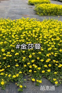 高度38厘米金莎蔓