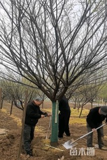 14公分红梅