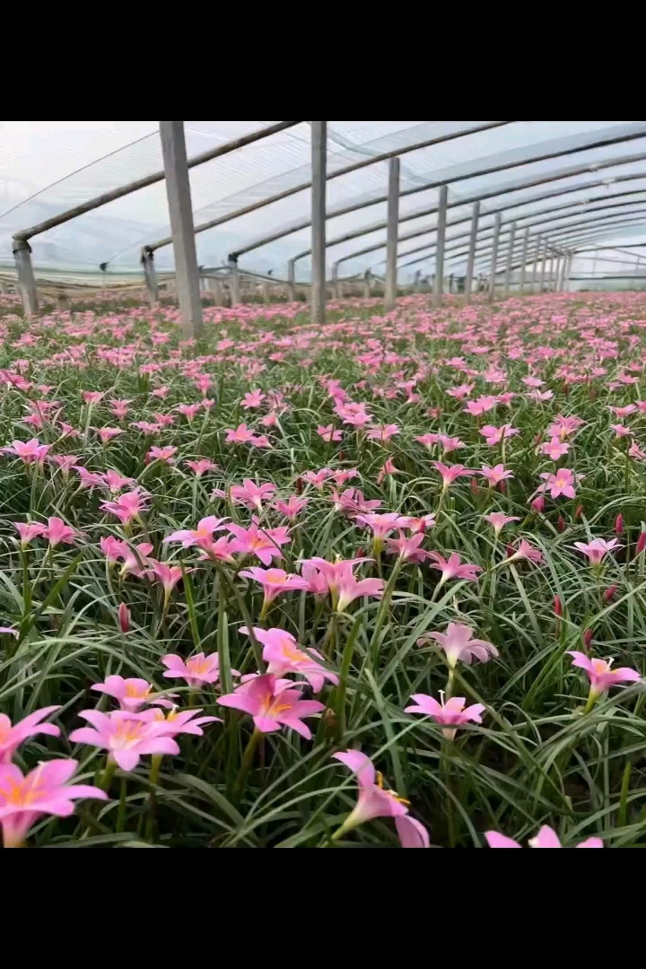 高度15厘米红花葱兰