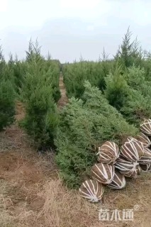 高度120厘米蜀桧