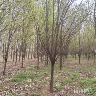 15公分暴马丁香