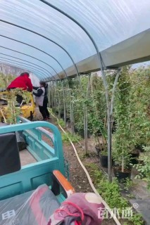 100厘米藤本月季