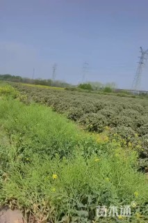 高度80厘米金边埃比胡颓子