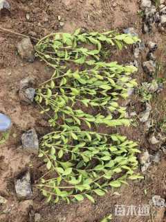 高度40厘米大叶栀子