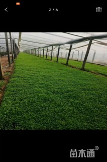 高度10厘米白三叶