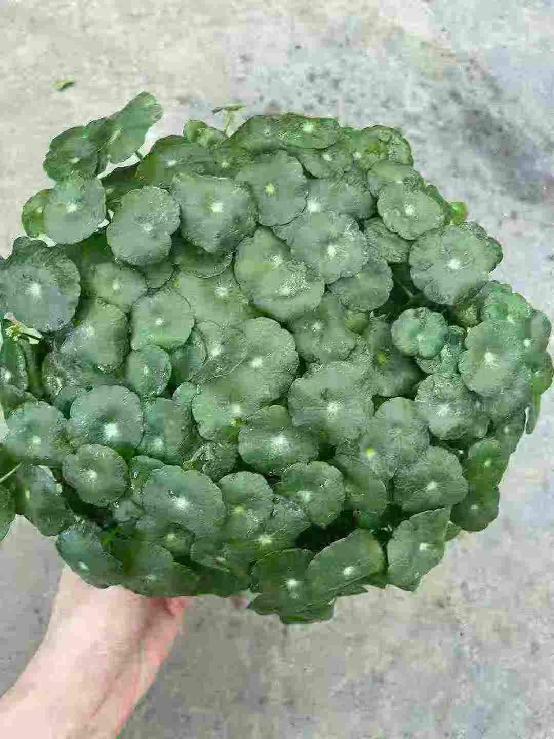 高度10厘米铜钱草