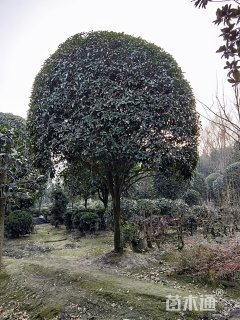 20公分桂花