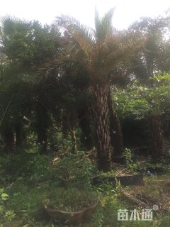 裸干高200厘米海枣
