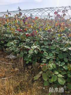 高度35厘米月季