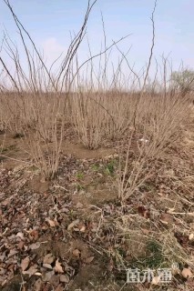 高度200厘米紫荆